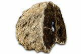 Polished Fossil Stromatolite Colony on Petrified Wood - Utah #365969-2